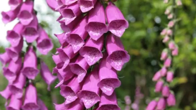 В каком месяце цветут наперстянки?