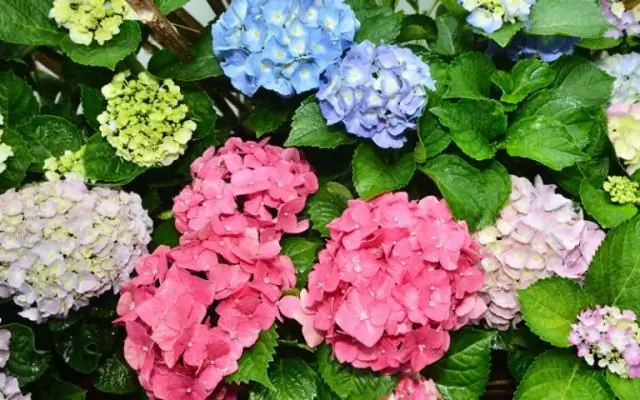 Устойчивы ли гортензии к холоду?