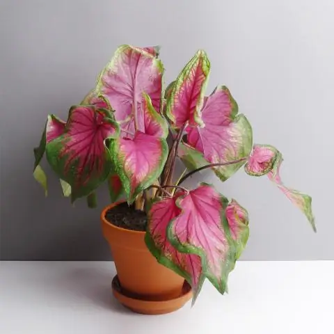 Как вы сажаете каладиум Fancy Leaf?