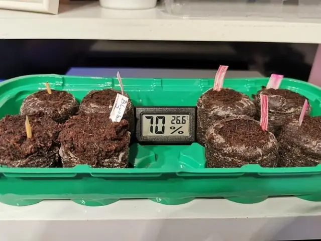 Когда я должен начать семена пуговицы бакалавра?