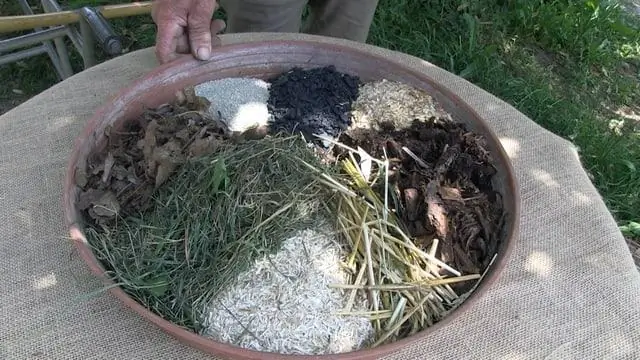 Можно ли мульчировать дубы?