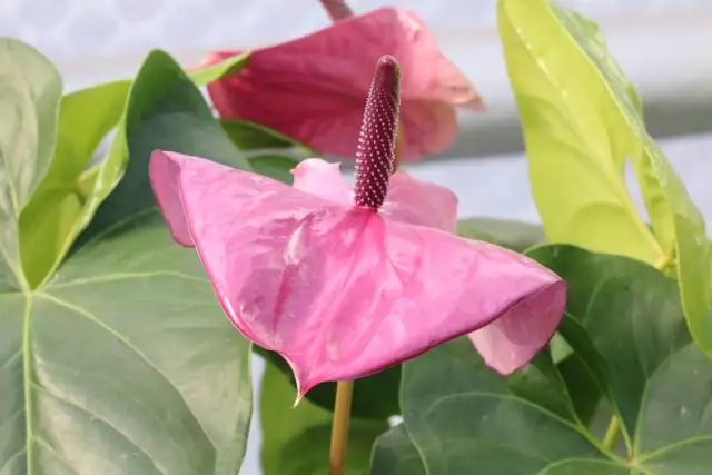 Как вы ухаживаете за антуриумом Pink?