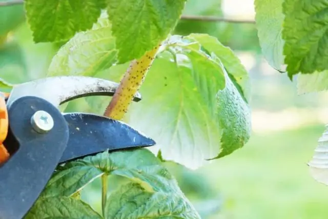 Вы урезаете Lamium осенью?