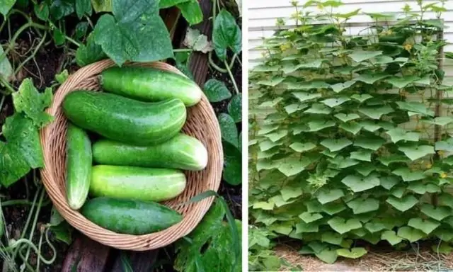 Как ухаживать за мохообразным?