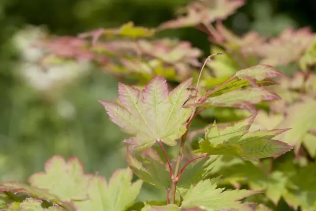 Есть ли цветы у японских кленов?