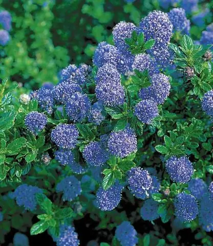 Можно ли выращивать цеанот в горшках?