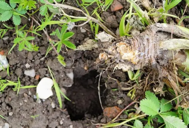 Едят ли полевки корни пиона?