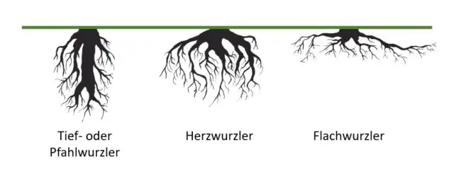 Насколько глубоко уходят корни юкки?