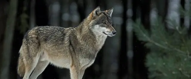 Как перезагрузить электрическую варочную панель Wolf?