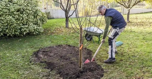 Как посадить новое дерево в глинистую почву?