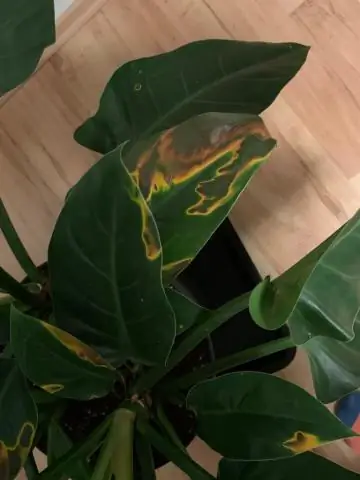 Почему у моего каладиума коричневые пятна?