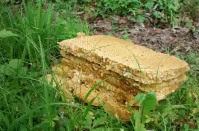 Как лучше всего убить мох?