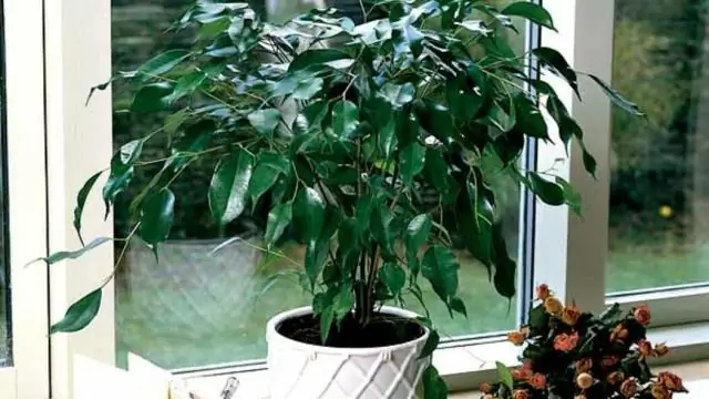 Как вы ухаживаете за горшком с фикусом?
