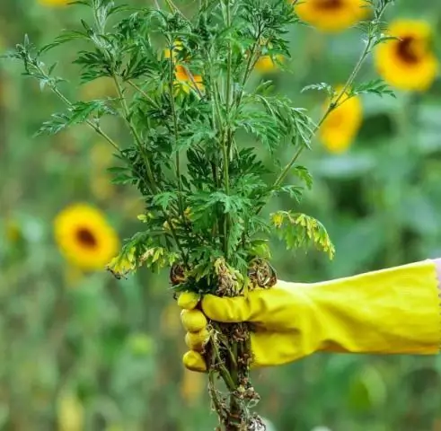 Как выглядит ледяное растение?