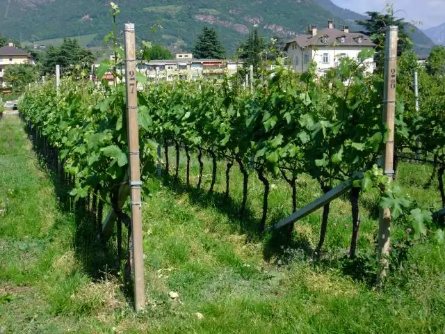 Как вам Trellis muscadine лозы?