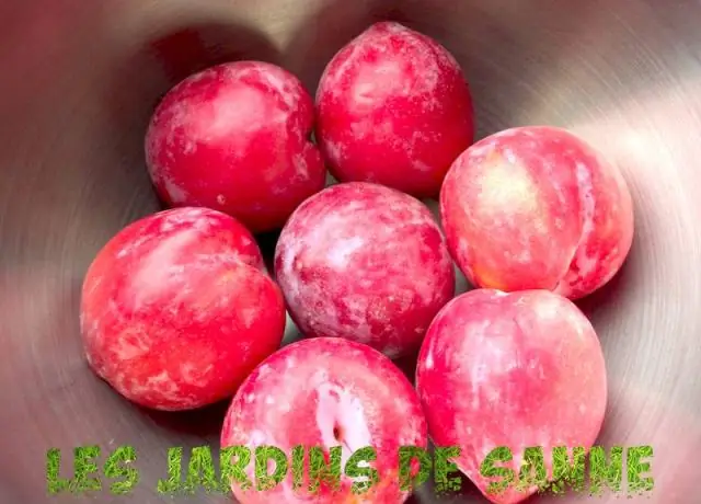 Как вырастить сладкий осенний клематис из семян?