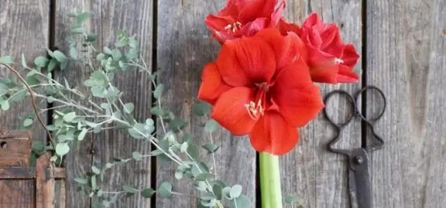 Как часто нужно поливать луковицы каладиума?