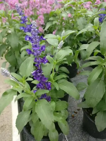 Находится ли Blue Sage под угрозой исчезновения?