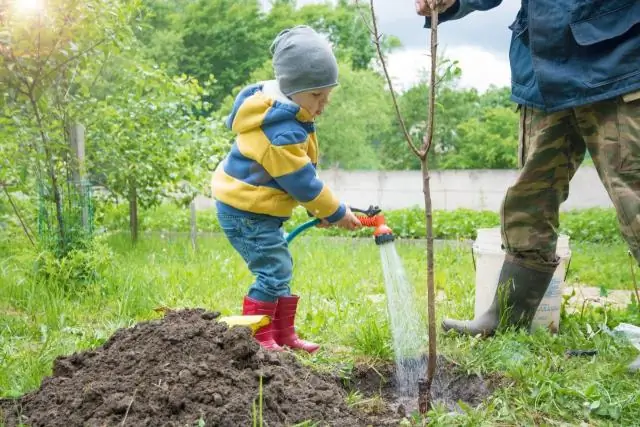 Сколько воды нужно дереву после посадки?