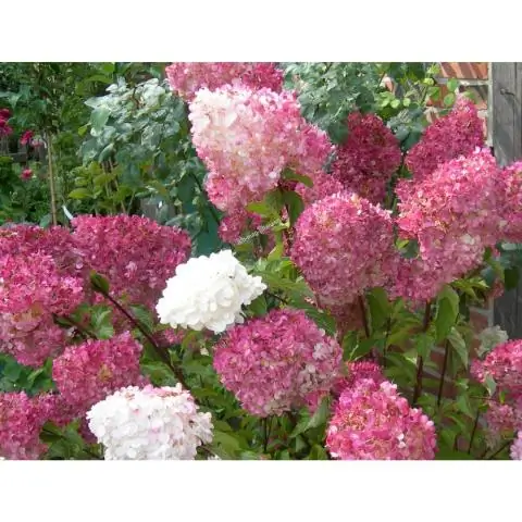 Как обрезать гортензию метельчатую Vanille Fraise?