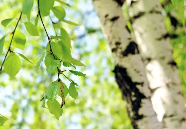 Быстро ли растут березы?