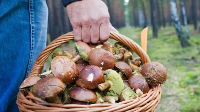 Можно ли есть луковицы оксалиса?