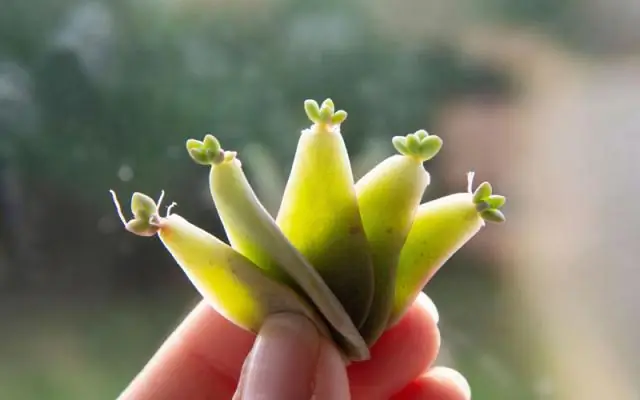 Как разводить семена лилии канны?