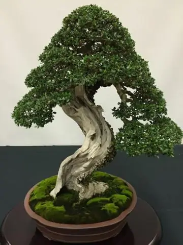 Как вы ухаживаете за эониумными деревьями?