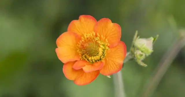 Морозоустойчивы ли Geums?
