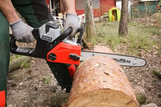 Как обрезать Podocarpus Gracilior?