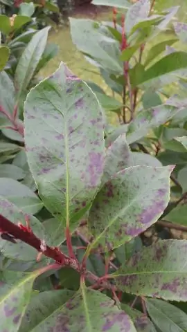 У Photinias теряют листья?