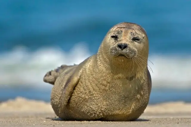 Подходит ли моющее средство Foca?