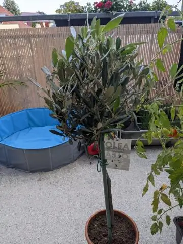 Когда мне начинать выращивать закваски?