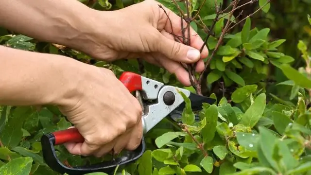 Как обрезать длинноногий куст?