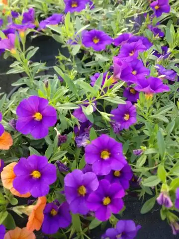 Где растет Калибрахоа?