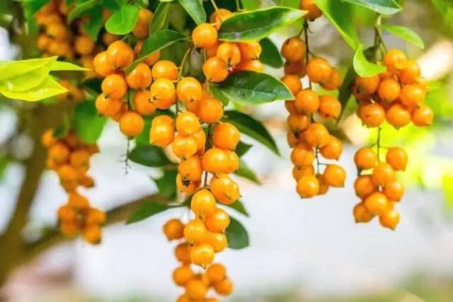 Ядовита ли Duranta erecta для собак?