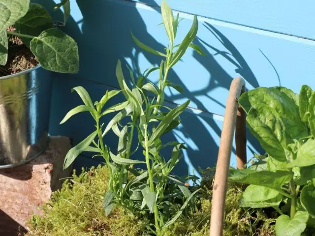 Французский эстрагон - многолетнее растение?