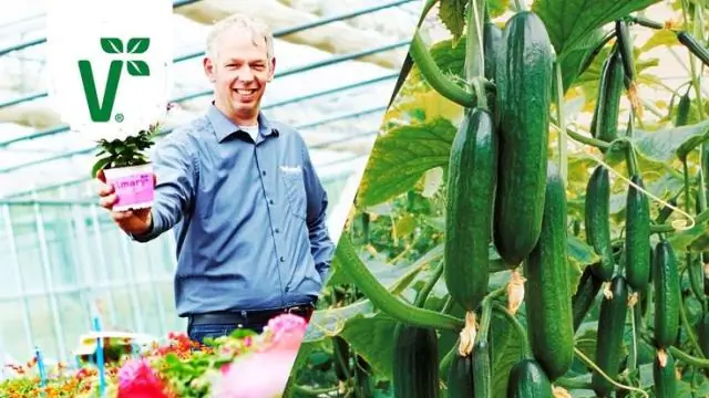 Когда следует сажать огурцы в Огайо?