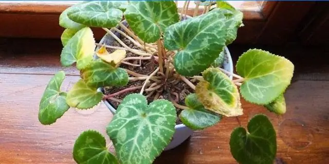 Как ухаживать за пузырчатым растением?