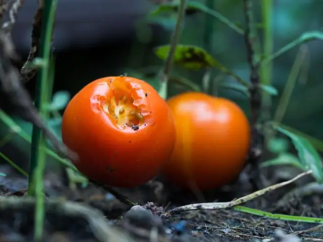 Какое животное ест листья томатов?