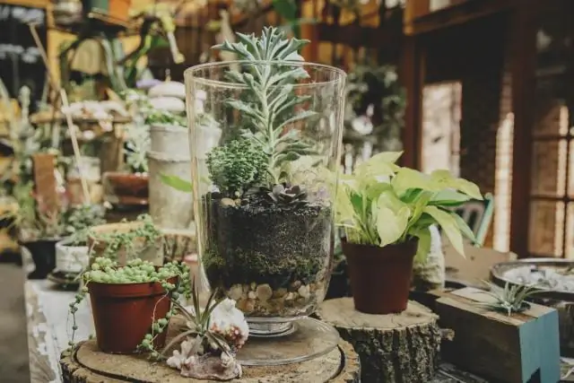 Какие растения подходят для Зоны 9?