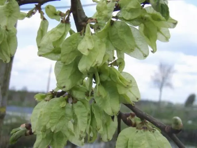 Листы West Elm хорошего качества?