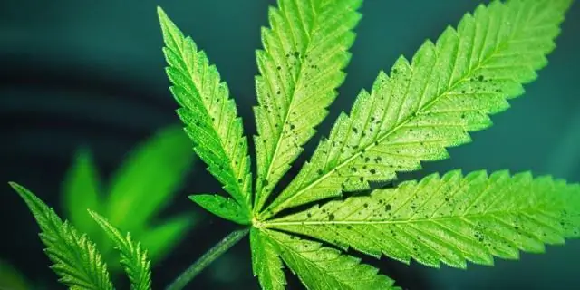 Как использовать пробки для травы Zoysia?