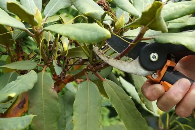 Как обрезать очиток?