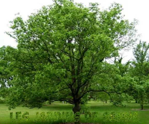 Можно ли выращивать чернику в Северной Дакоте?