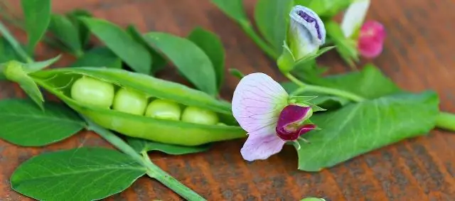 Насколько глубоко следует сажать пробки Zoysia?