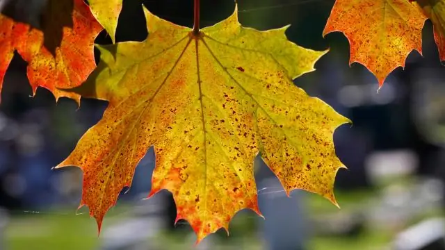 Как быстро растут норвежские клены?