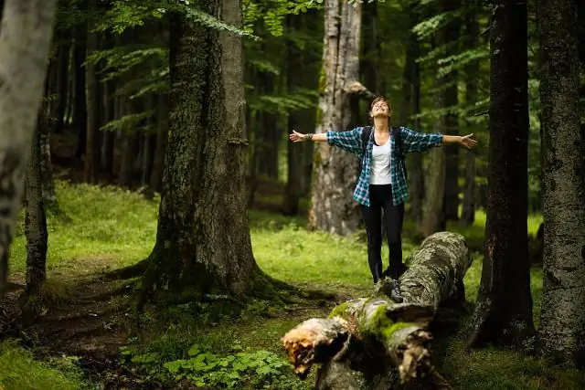 Могут ли деревья оправиться от ожога листьев?