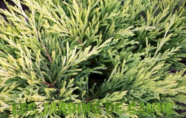 Как разводить ложный кипарисовик?