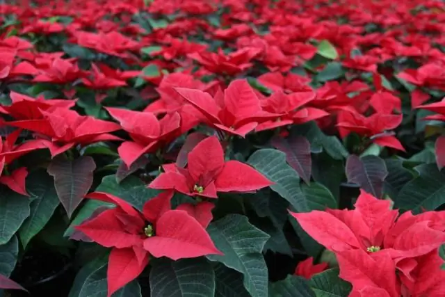 Как ухаживать за пуансеттией Winter Rose?